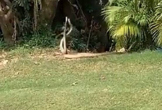 अचानक डांस करने लगा सांप का जोड़ा, वीडियो देख भड़के लोग