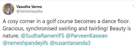 अचानक डांस करने लगा सांप का जोड़ा, वीडियो देख भड़के लोग