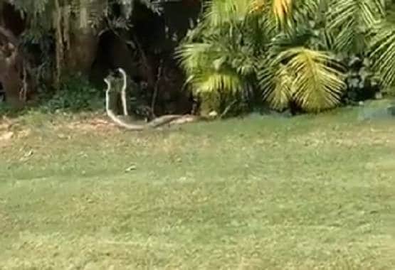 अचानक डांस करने लगा सांप का जोड़ा, वीडियो देख भड़के लोग