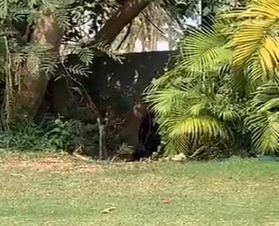 अचानक डांस करने लगा सांप का जोड़ा, वीडियो देख भड़के लोग