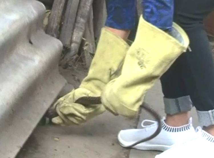 'स्नेक गर्ल' के नाम से मशहूर ये लड़की, द‍िखा चुकी है खतरनाक कारनामा