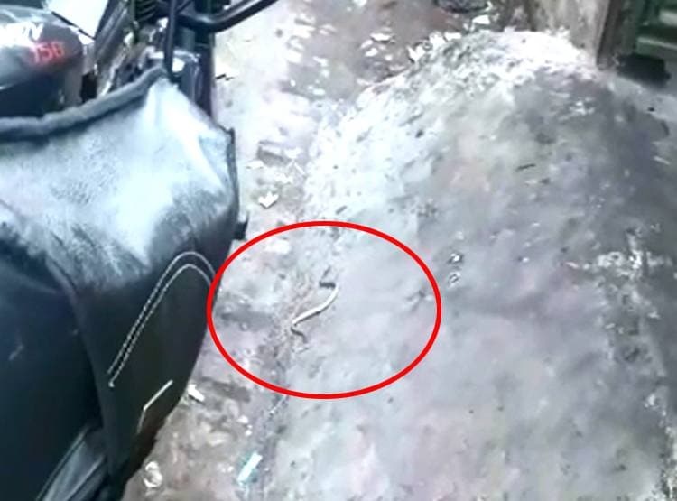 दौड़ती बाइक से निकल आया सांप, हैंडल से ल‍िपटा तो उड़े होश