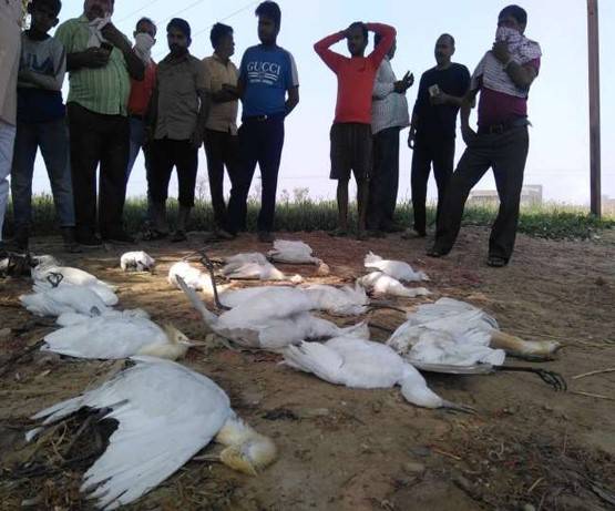 यहां अचानक तड़प-तड़पकर मर गए सैकड़ों बगुले, रहस्यमयी बीमारी से डरे लोग