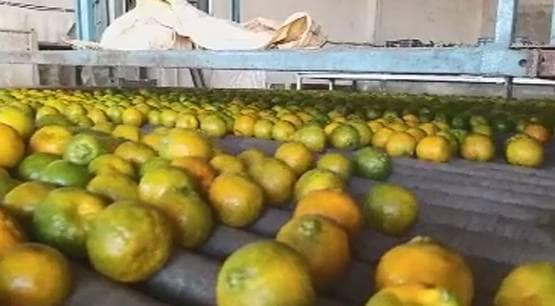 कोरोना से दुनियाभर के बाजार ठप, पर भारत के ये किसान हुए मालामाल