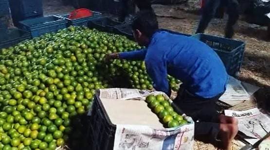 कोरोना से दुनियाभर के बाजार ठप, पर भारत के ये किसान हुए मालामाल