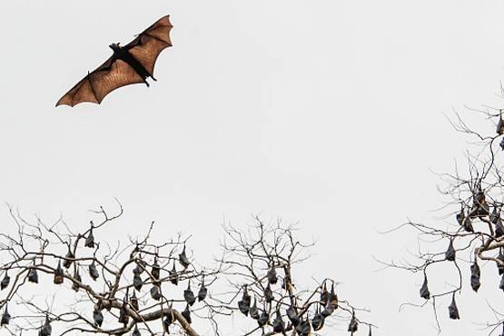कोरोना के लिए इतना न कोसिये, इस राज्य में पूजे भी जाते हैं चमगादड़