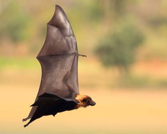 कोरोना के लिए इतना न कोसिये, इस राज्य में पूजे भी जाते हैं चमगादड़