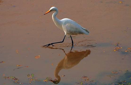 यहां अचानक तड़प-तड़पकर मर गए सैकड़ों बगुले, रहस्यमयी बीमारी से डरे लोग