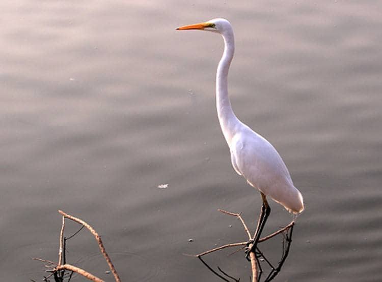 यहां अचानक तड़प-तड़पकर मर गए सैकड़ों बगुले, रहस्यमयी बीमारी से डरे लोग