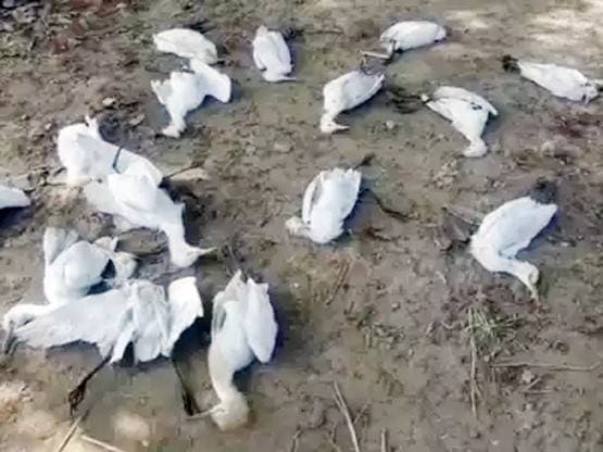 यहां अचानक तड़प-तड़पकर मर गए सैकड़ों बगुले, रहस्यमयी बीमारी से डरे लोग