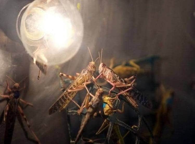 मुसीबत बनी टिड्डियां, एक दिन में चट करती हैं 35 हजार लोगों का खाना