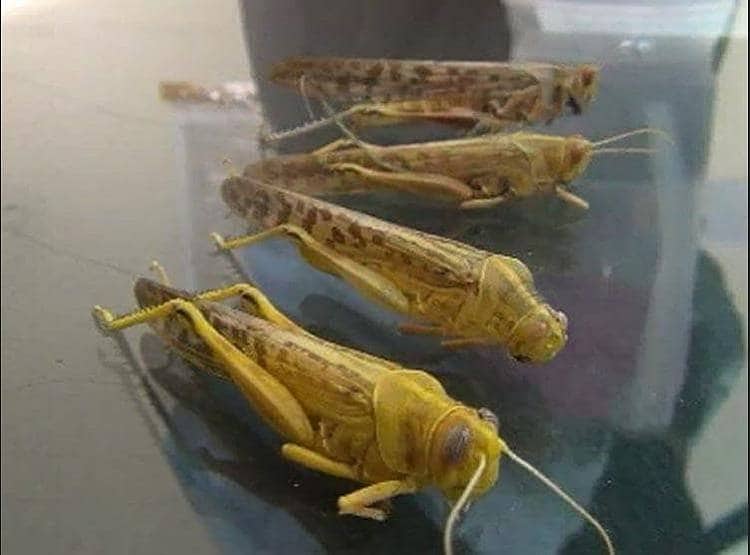 मुसीबत बनी टिड्डियां, एक दिन में चट करती हैं 35 हजार लोगों का खाना