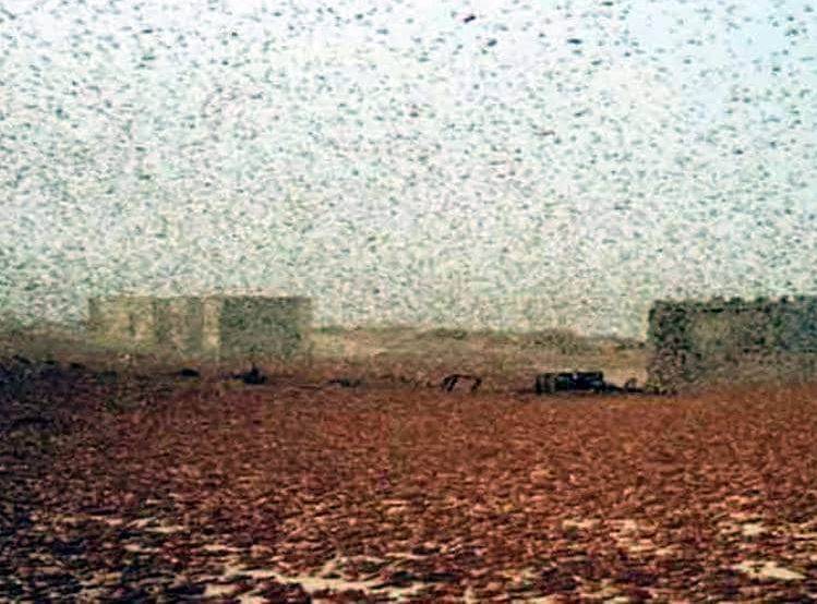 मुसीबत बनी टिड्डियां, एक दिन में चट करती हैं 35 हजार लोगों का खाना