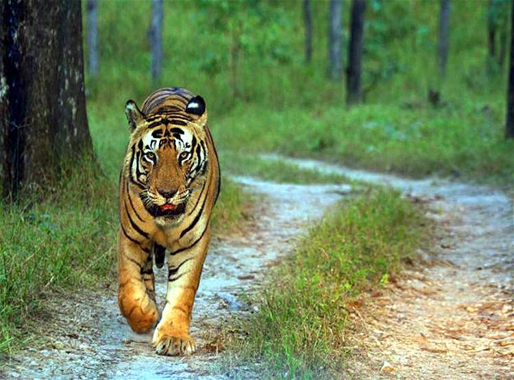 प्यार की तलाश में 2000 KM चला बाघ, तेलंगाना से महाराष्ट्र पहुंचा