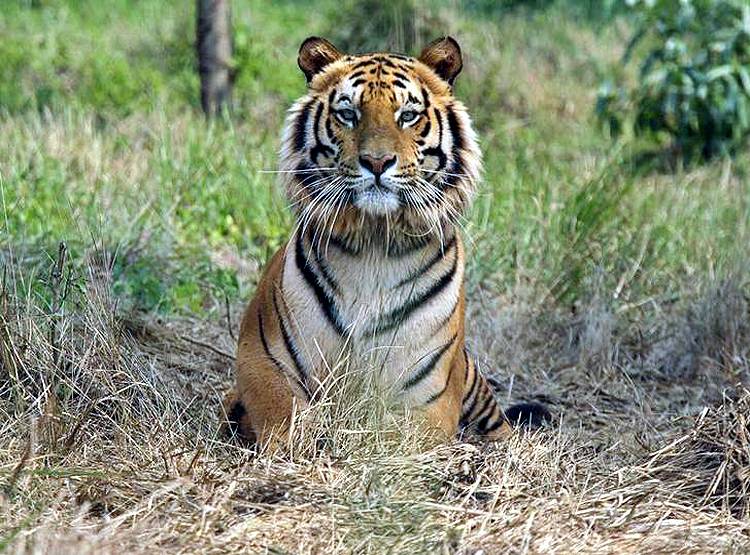 प्यार की तलाश में 2000 KM चला बाघ, तेलंगाना से महाराष्ट्र पहुंचा