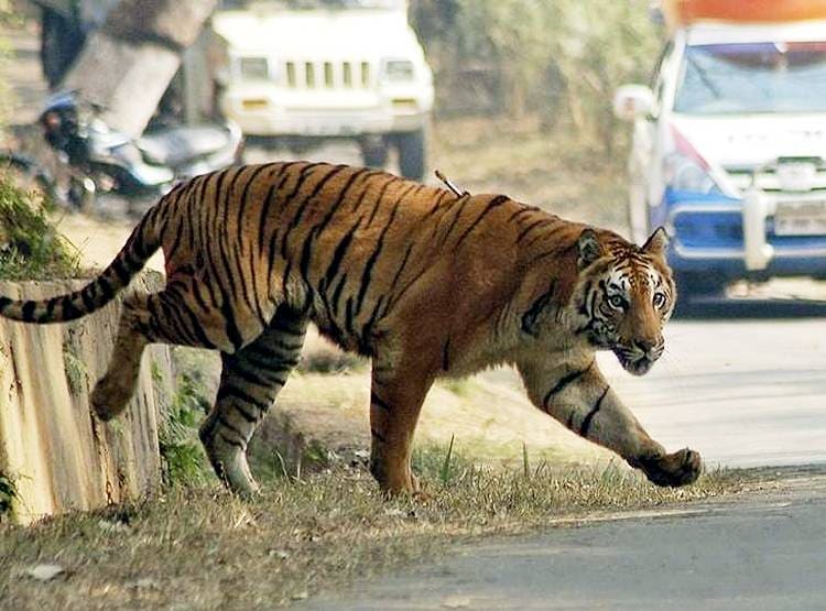 प्यार की तलाश में 2000 KM चला बाघ, तेलंगाना से महाराष्ट्र पहुंचा