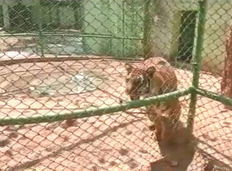 बाघिन के पास जाकर करने लगा प्रणाम, चंद सेकंड में गर्दन पर वार, मौत