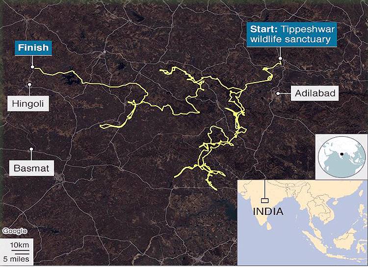 प्यार की तलाश में 2000 KM चला बाघ, तेलंगाना से महाराष्ट्र पहुंचा
