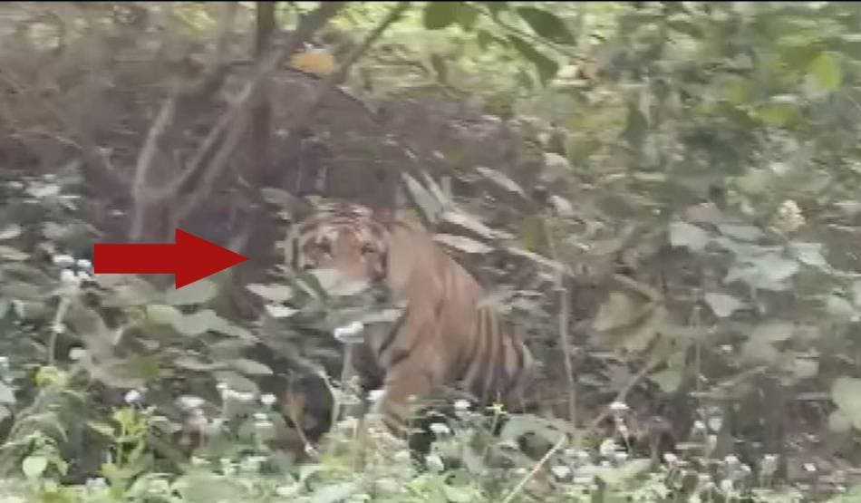 लॉकडाउन के बीच सड़कों पर घूम रही बाघिन, दहशत में दो दर्जन गांव