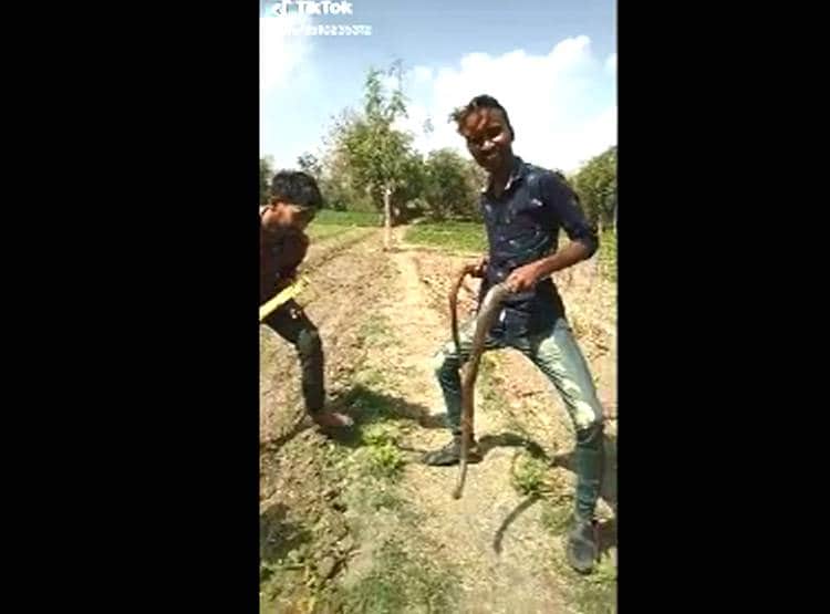 TikTok का चढ़ता नशा, सांप के साथ डांस कर मारकर जलाया