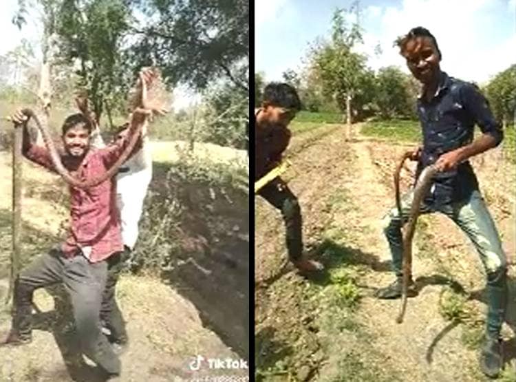 TikTok का चढ़ता नशा, सांप के साथ डांस कर मारकर जलाया