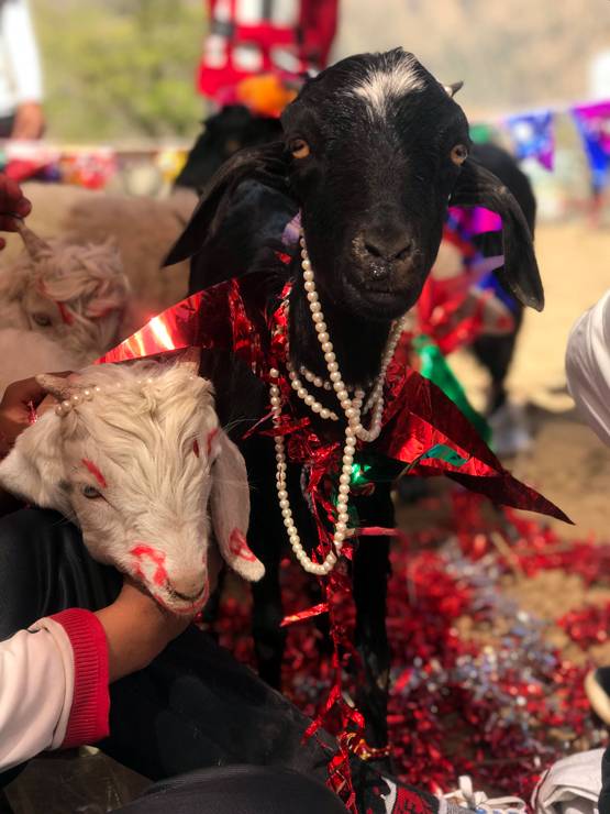 अनोखा स्वयंवर, जिसमें होती है बकरे-बकरी की शादी, जानें- वजह