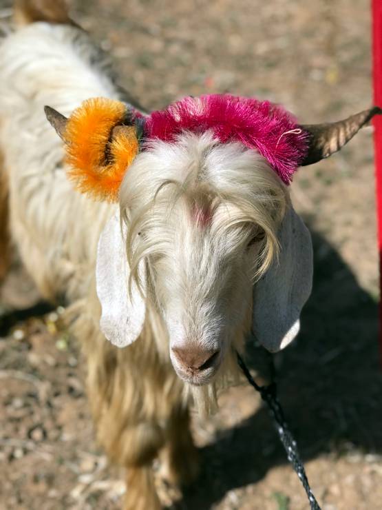 अनोखा स्वयंवर, जिसमें होती है बकरे-बकरी की शादी, जानें- वजह