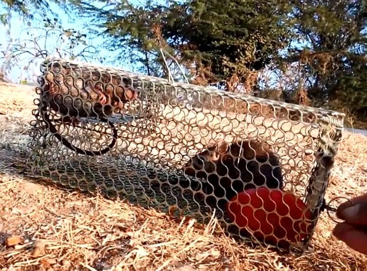 योगी सरकार का आदेश, सरकारी अफसर चूहों को पकड़कर कर रहे कैद