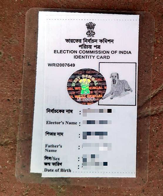 ये कैसी लापरवाही...वोटर आईडी कार्ड में मतदाता की जगह कुत्ते की तस्वीर