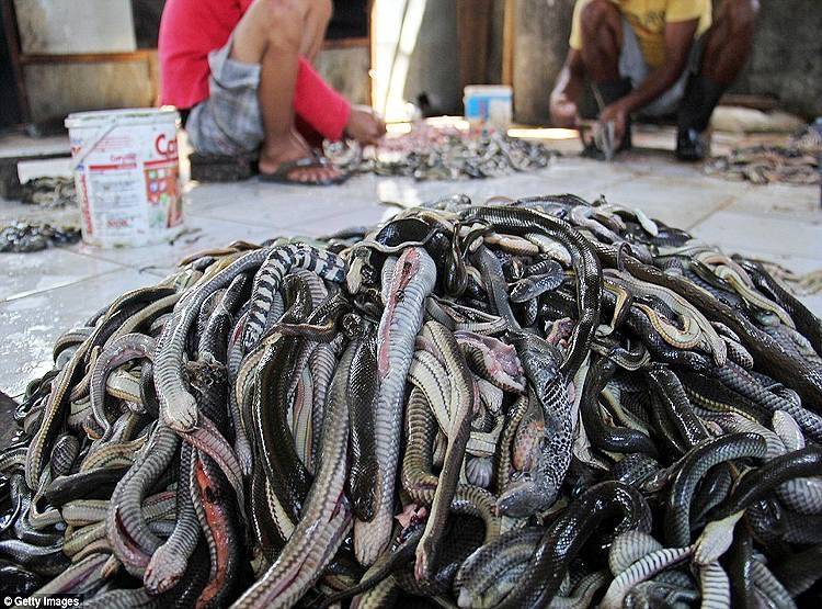 दस देशों में चल रहे हैं कोरोना जैसे वायरस फैलाने वाले वेट मार्केट