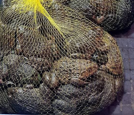 दस देशों में चल रहे हैं कोरोना जैसे वायरस फैलाने वाले वेट मार्केट