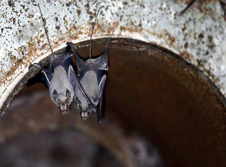 भारत के पड़ोस में मिले 6 नए तरह के कोरोना, खतरे पर हो रही है रिसर्च