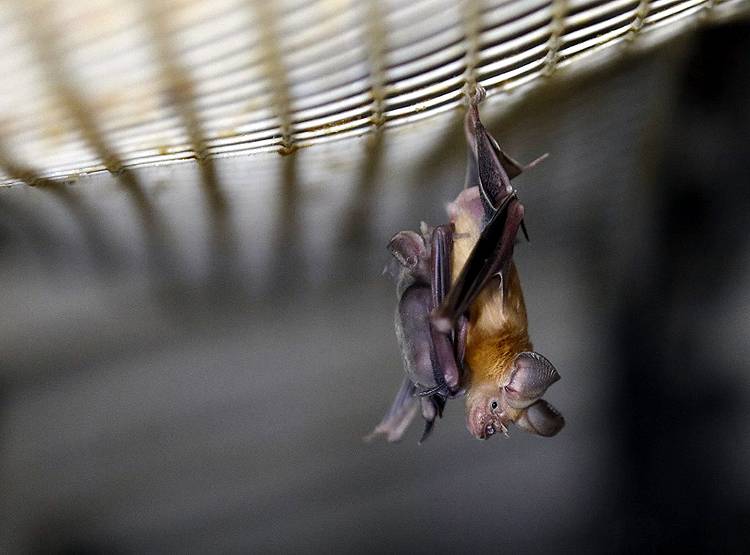 भारत के पड़ोस में मिले 6 नए तरह के कोरोना, खतरे पर हो रही है रिसर्च