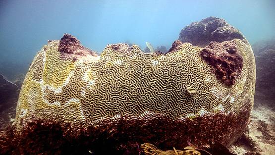 सिर्फ इंसान को नहीं सता रही बीमारी, समंदर के नीचे भी फैली है एक 'महामारी'