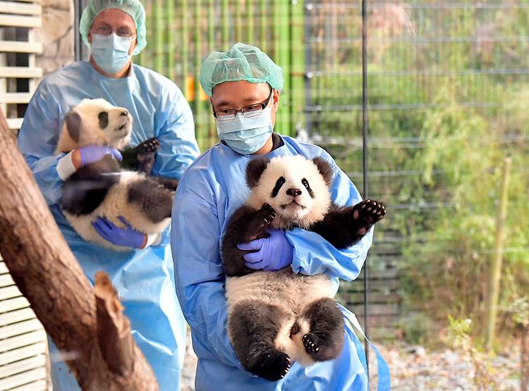 कोरोना के चलते संकट में चिड़ियाघर, जानवरों की खुराक बनेंगे साथी जानवर