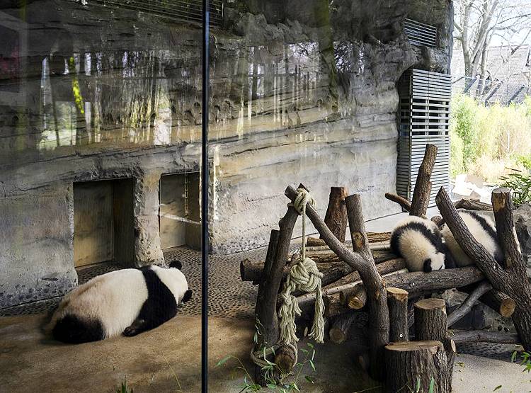 कोरोना के चलते संकट में चिड़ियाघर, जानवरों की खुराक बनेंगे साथी जानवर