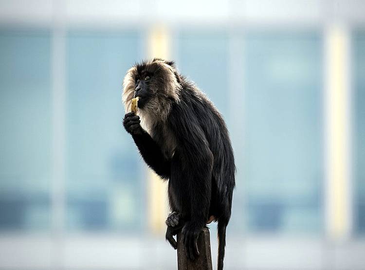 कोरोना के चलते संकट में चिड़ियाघर, जानवरों की खुराक बनेंगे साथी जानवर