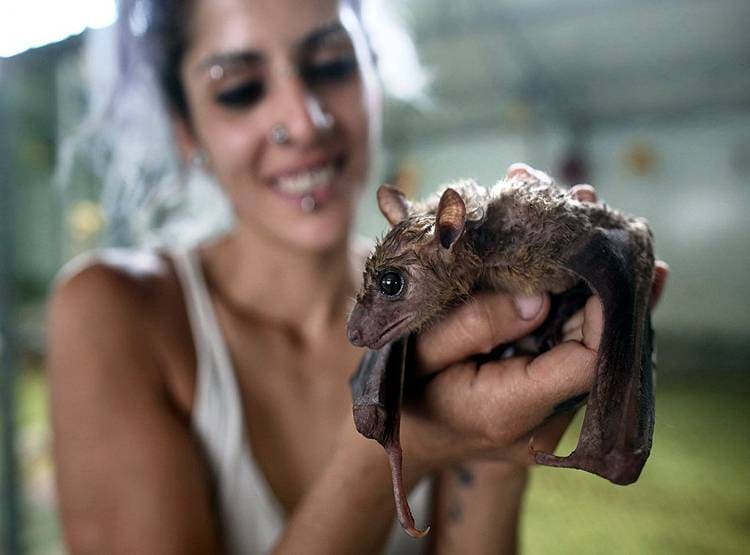 भारत के पड़ोस में मिले 6 नए तरह के कोरोना, खतरे पर हो रही है रिसर्च