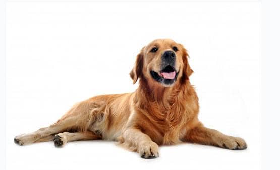 चमगादड़, पैंगोलिन या कुत्ता, किसने इंसानों में फैलाया कोरोना वायरस?