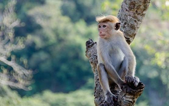 इंसान ने अपनी इन गलतियों से पैदा किया कोरोना वायरस, अब बनी महामारी