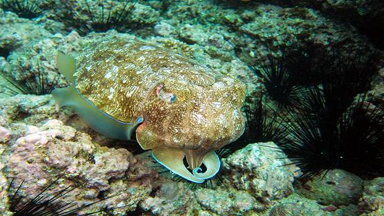 3 दिल वाली इस मछली में होता है हरा-नीला खून, जानिए क्यों है बेशकीमती