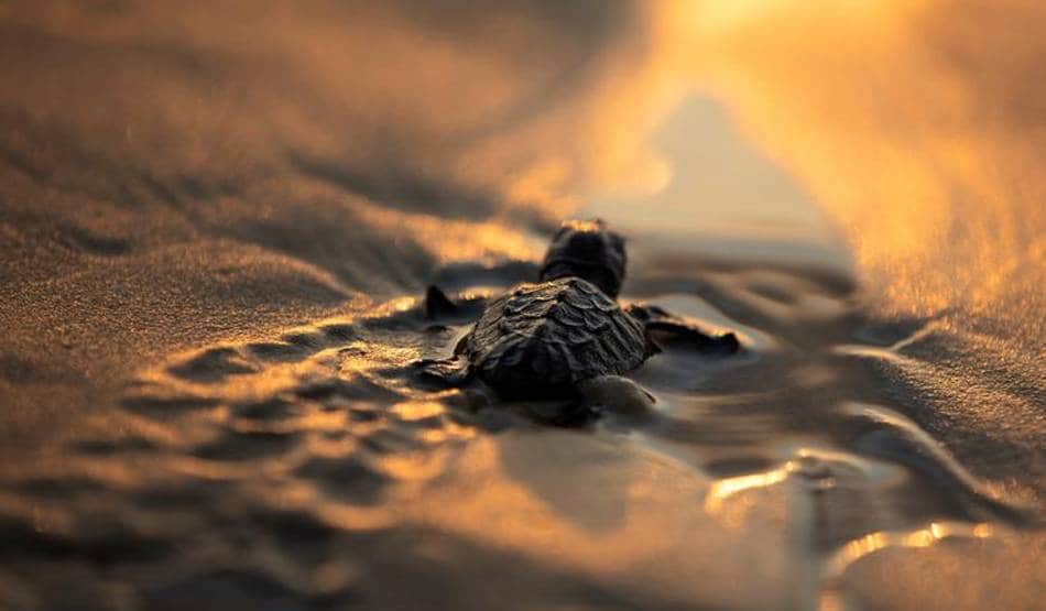 वैज्ञानिकों ने चेताया- विलुप्त हो जाएंगे व्हेल और ध्रवीय भालू जैसे जीव