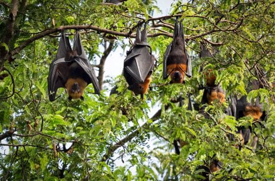 चमगादड़, पैंगोलिन या कुत्ता, किसने इंसानों में फैलाया कोरोना वायरस?