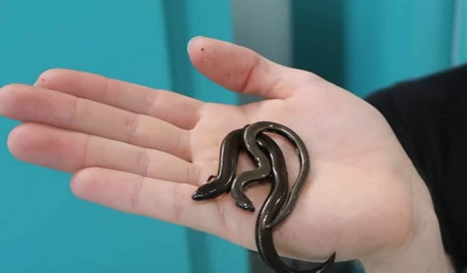 बड़ी खोज: एक साथ अंडे ही नहीं बच्चे भी दे सकती है यह छिपकली