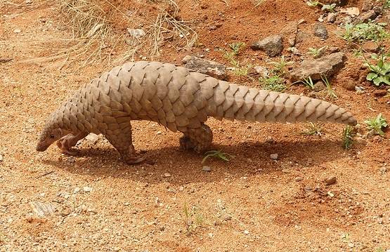 इंसान ने अपनी इन गलतियों से पैदा किया कोरोना वायरस, अब बनी महामारी