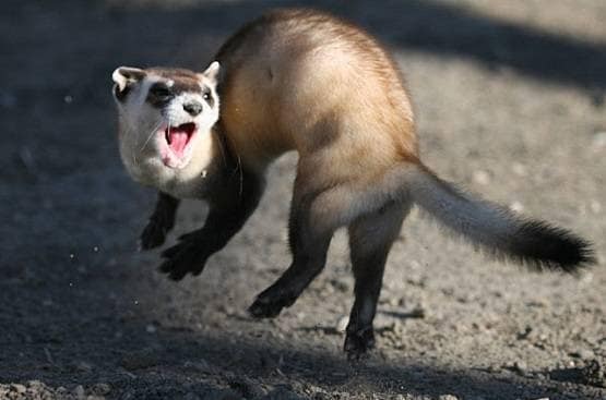 इस जानवर के खून से बन सकती है कोरोना की वैक्सीन, वैज्ञानिकों का दावा