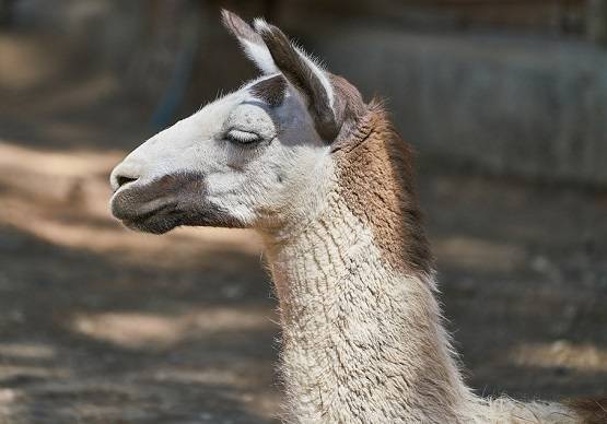 इस जानवर के खून से बन सकती है कोरोना की वैक्सीन, वैज्ञानिकों का दावा