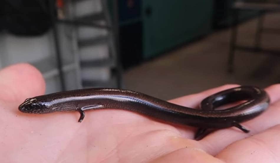 बड़ी खोज: एक साथ अंडे ही नहीं बच्चे भी दे सकती है यह छिपकली