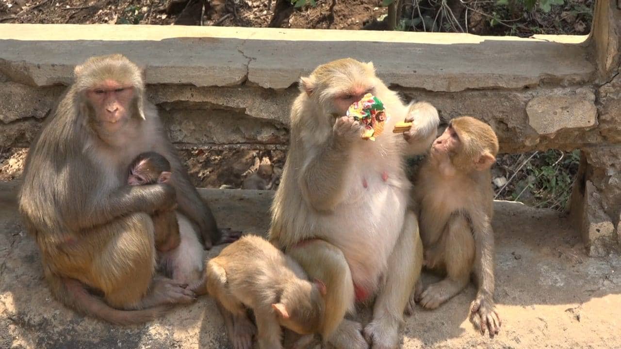 लॉकडाउन के चलते संकट में चित्रकूट के बंदर, लोगों ने की मदद