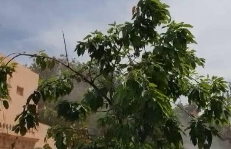 लॉकडाउन में पेड़-पौधों की देखभाल को डॉक्टर ने बनाई 'ग्रीन एम्बुलेंस'